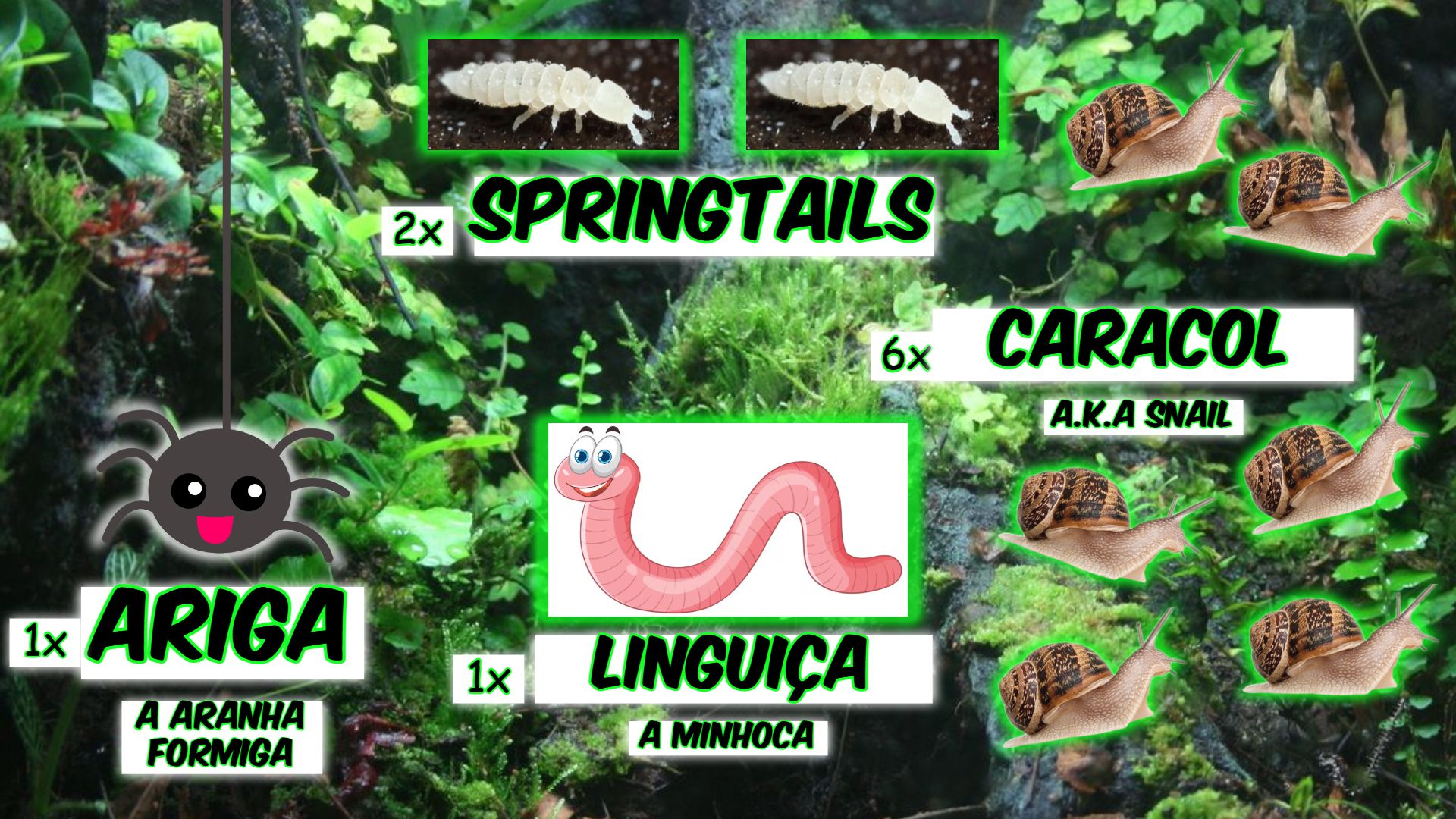Foto dos Habitantes do Terrário