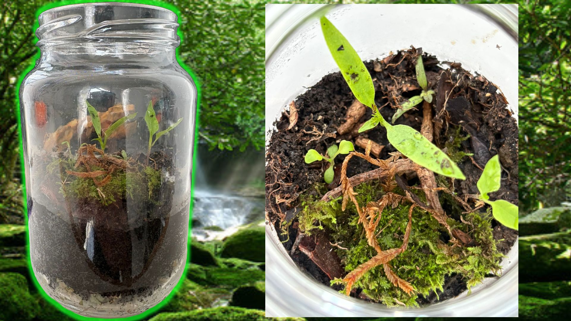 Foto das Plantas no Terrário