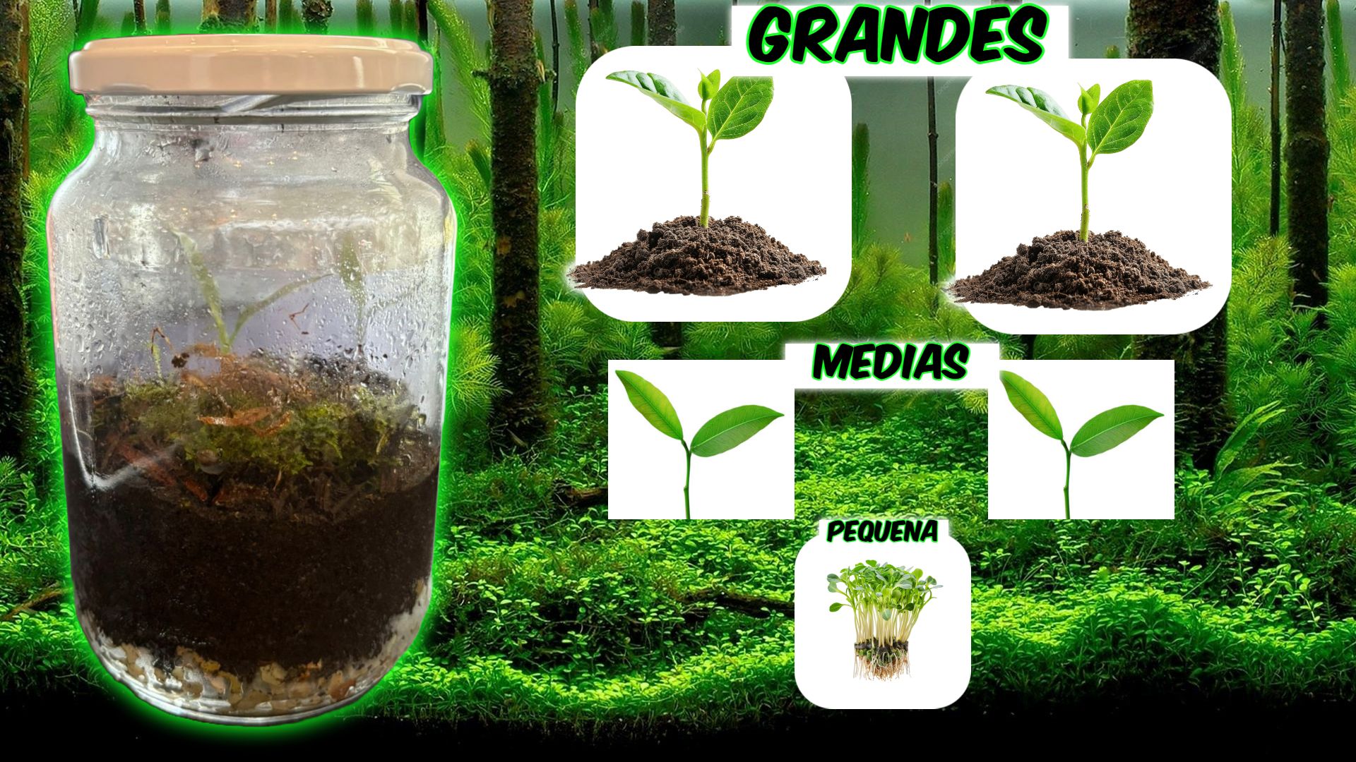 Close das Plantas Individuais